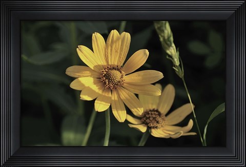 Framed Shades Of Nature Yellow Flowers On Green Print