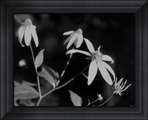 Framed Wildflowers 10 Print