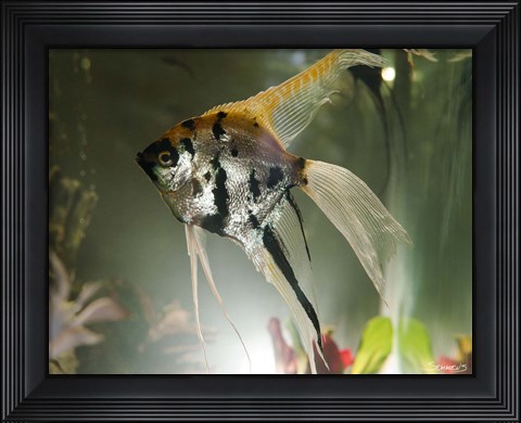 Framed Angel Fish XIII Print