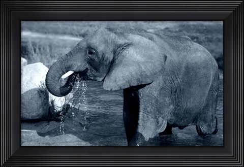 Framed African Elephant Print