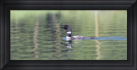 Framed Common Loon 6 Print