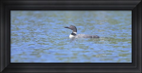 Framed Common Loon 7 Print