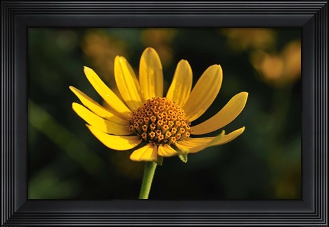 Framed Shades Of Nature Yellow Flower On Green Print