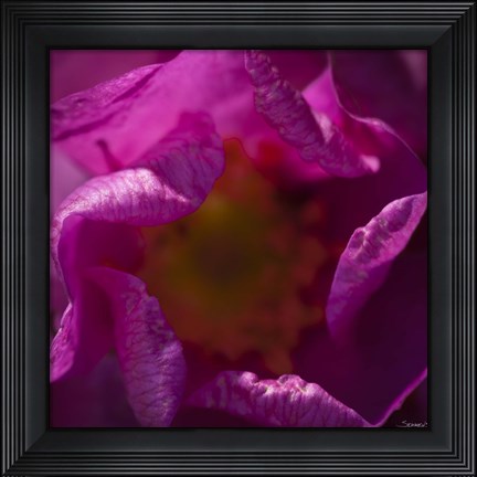 Framed Pink Flower Interior Print