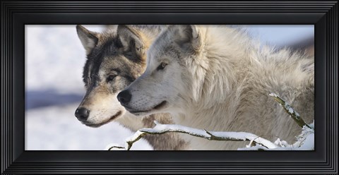 Framed Zoo Wolf 5 Print