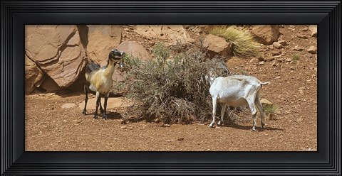 Framed Monument Valley Goats 17 Print