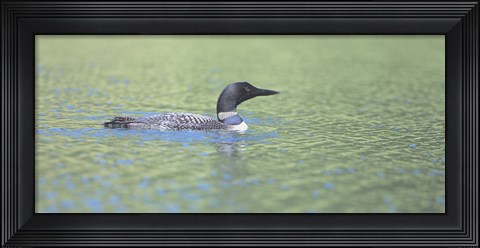 Framed Common Loon 4 Print