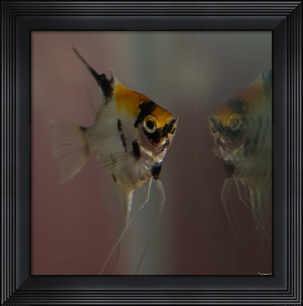 Framed Angel Fish VII Print
