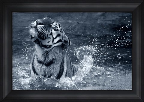 Framed Tiger Splash Print