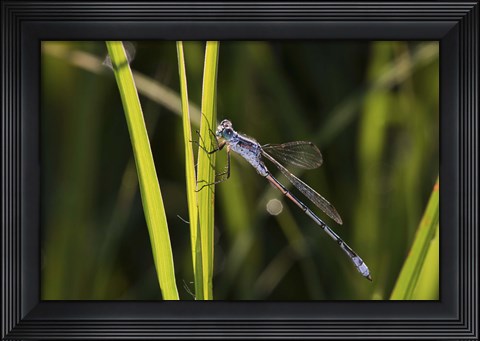 Framed Dragonfly And Light Green Grass Print