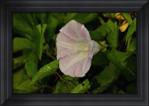 Framed Shades Of Nature Lavendar And White Flower II Print