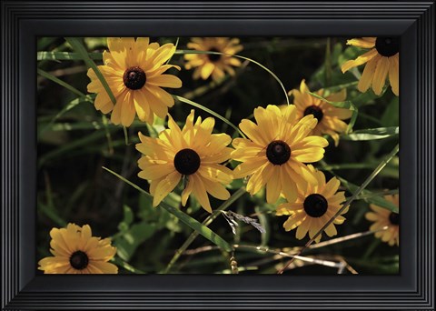 Framed Shades Of Nature Black And Yellow Flowers Print