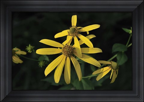 Framed Shades Of Nature Yellow Flowers Print