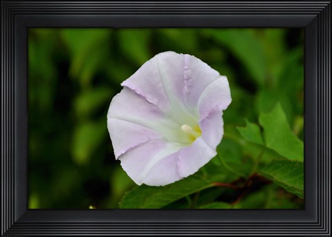 Framed Shades Of Nature Lavendar And White Flower I Print