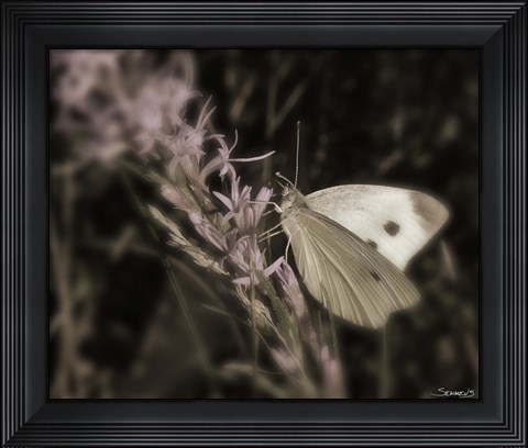 Framed Moth On Lavendar Wildflower Print
