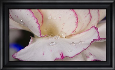 Framed Pink And White Carnation Closeup Print