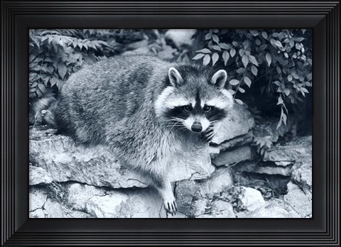 Framed Raccoon 2 Print