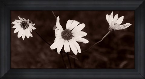 Framed Buffalo River Flowers II Print