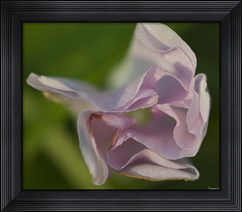 Framed Pink Flower Petals Print