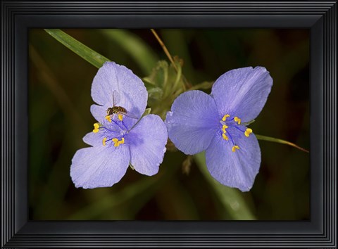 Framed Bee On Purple Wild Flowers Print