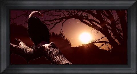 Framed Eagle Sunrise Print