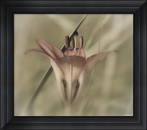 Framed Red Flower And Grass Blade Print