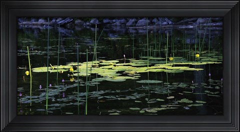 Framed Shades Of Nature Yellow Water Lillies Print