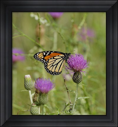 Framed Orange Butterfly On Purple Bloom Print