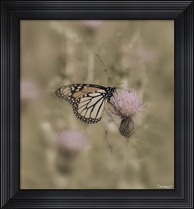 Framed Black And White Butterfly On Flower Closeup Print