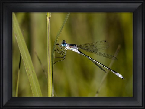 Framed Blue Dragonfly On Green Stem Print