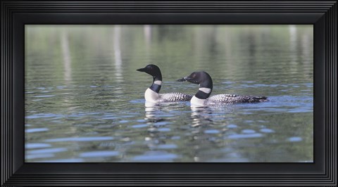 Framed Common Loon 5 Print