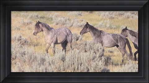 Framed Wild Horses 10 Print
