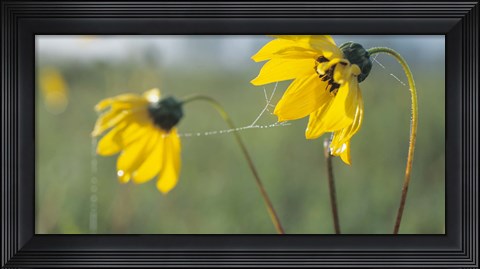 Framed Yellow Wild Flowers And Web Print