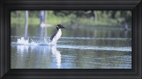 Framed Common Loon 1 Print
