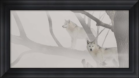 Framed White Wolves In Mist Print