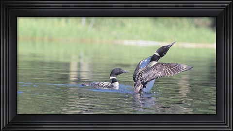 Framed Common Loon 3 Print