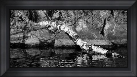 Framed Ash River 11 Print