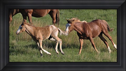 Framed Wildhorses 20 Print