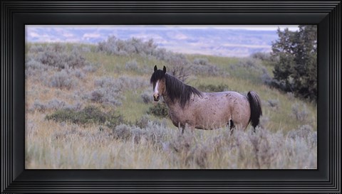 Framed Wild Horses 18 Print