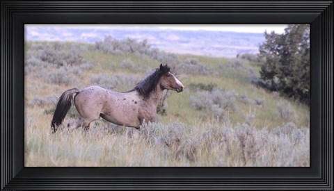 Framed Wild Horses 11 Print