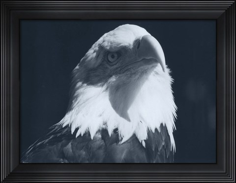 Framed Bald Eagle 2 Print
