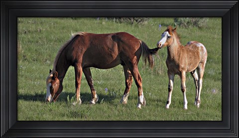 Framed Wildhorses 19 Print