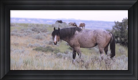 Framed Wild Horses 22 Print
