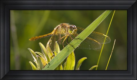 Framed Yellow Dragonfly On Leaf Print