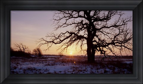 Framed Sunset And Tree Silhouettes In Snow I Print