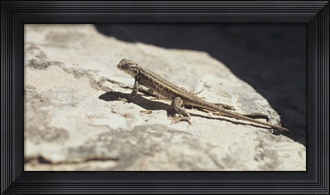 Framed Canyonland Small Lizard 19 Print