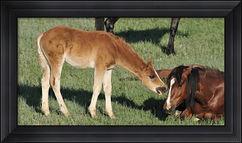 Framed Wildhorses 18 Print