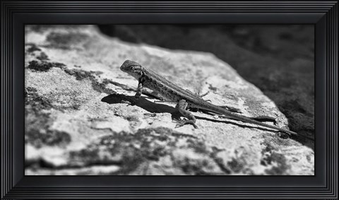 Framed Canyon Land Lizard Print