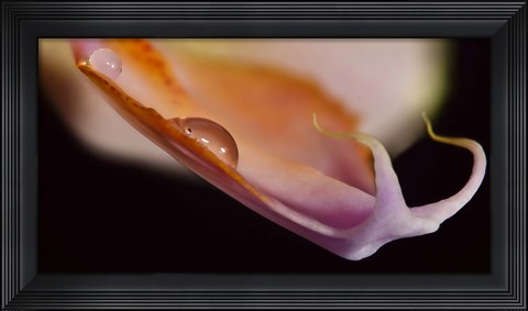 Framed Orange And Pink Flower Petal Print