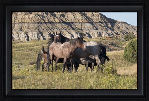 Framed Horses With Spots In Yellow Field Print